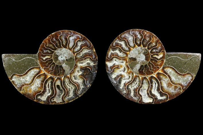 Cut & Polished Ammonite Fossil - Agatized #78359